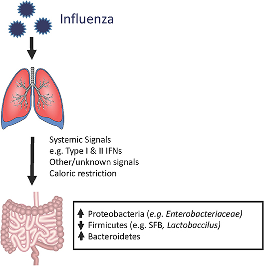 Why Viral Pneumonia Treatments Matter During Outbreak Season
